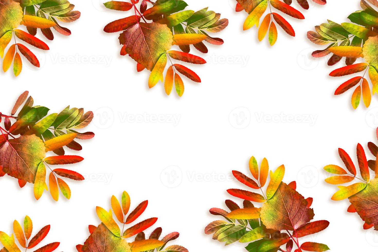 autumn leaves isolated on white background. photo
