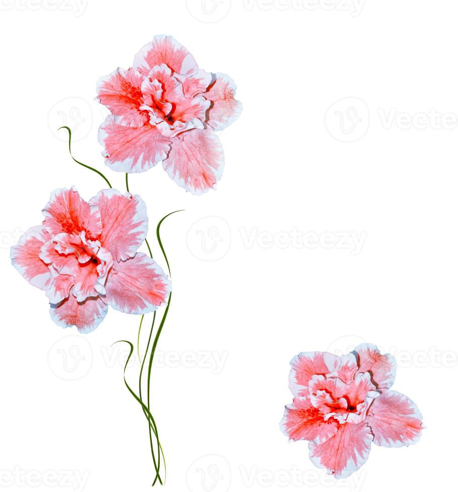 Flower azalea isolated on white background. photo