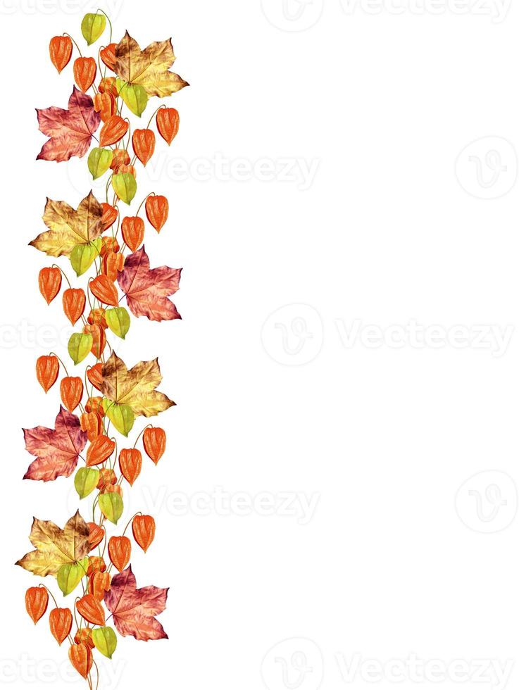 autumn leaves isolated on white background photo