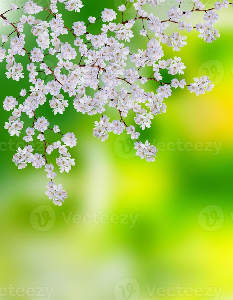 blooming apple tree photo