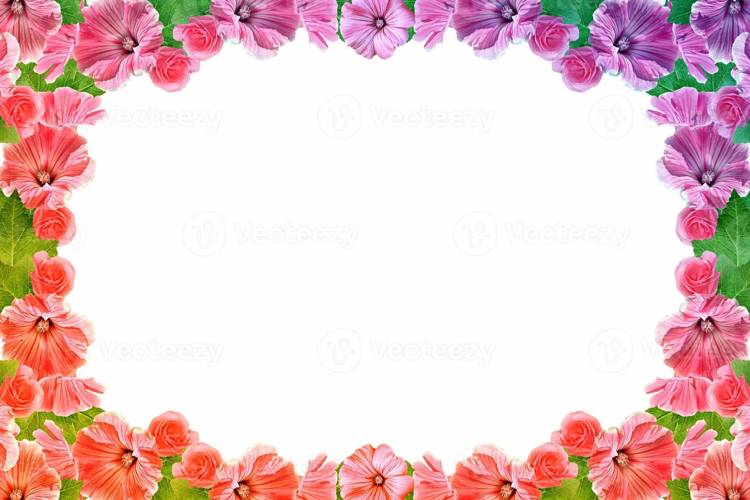 petunias aislado sobre un fondo blanco. Flores coloridas. foto