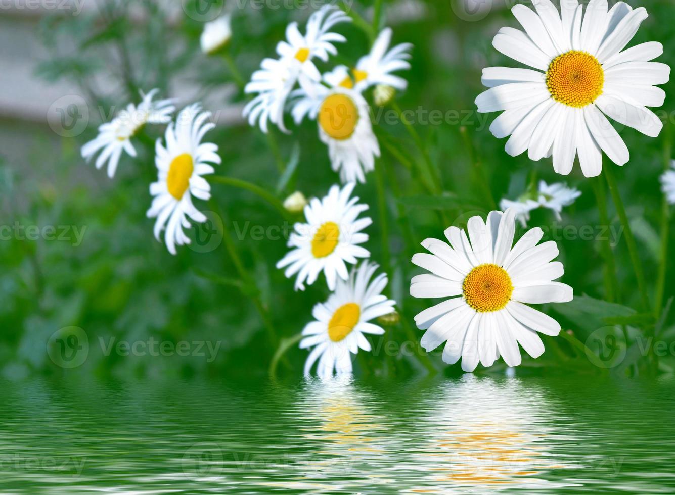 flores blancas de margarita brillante sobre un fondo del paisaje de verano. foto