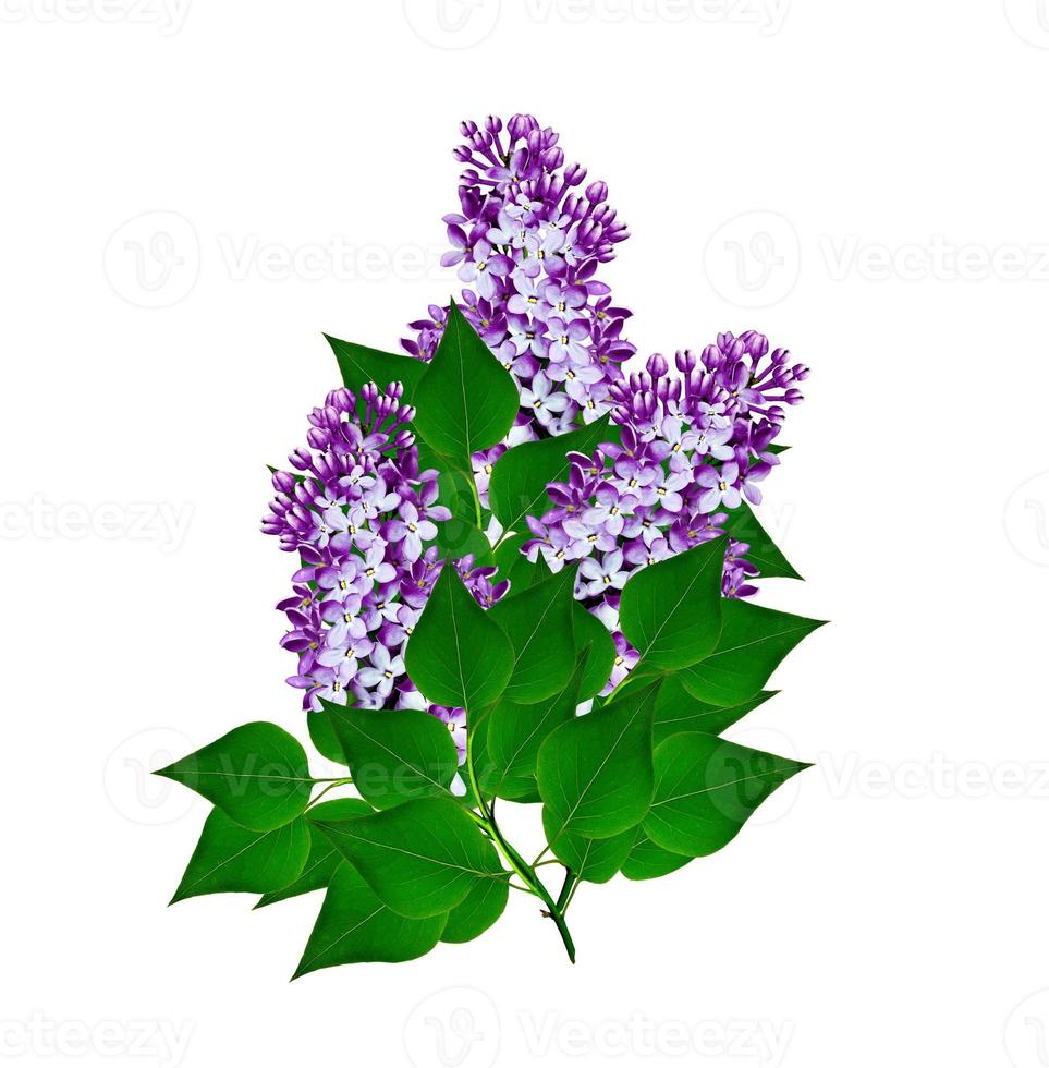 lilac flowers. card. photo