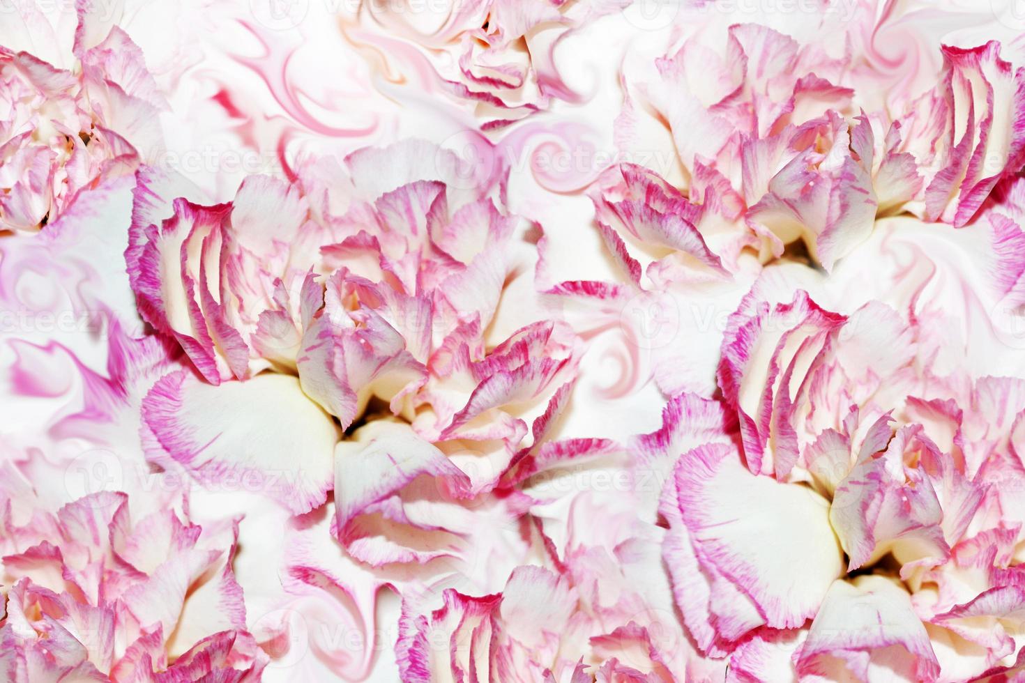 abstract background of flowers carnation photo