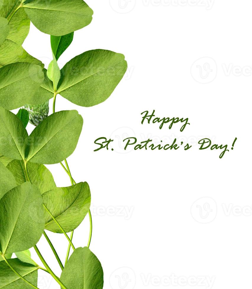 leaf clover on white background photo