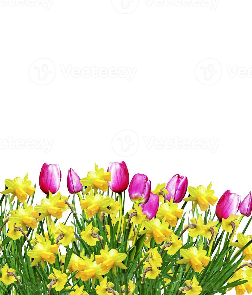 Pink and yellow flowers tulips and daffodils photo