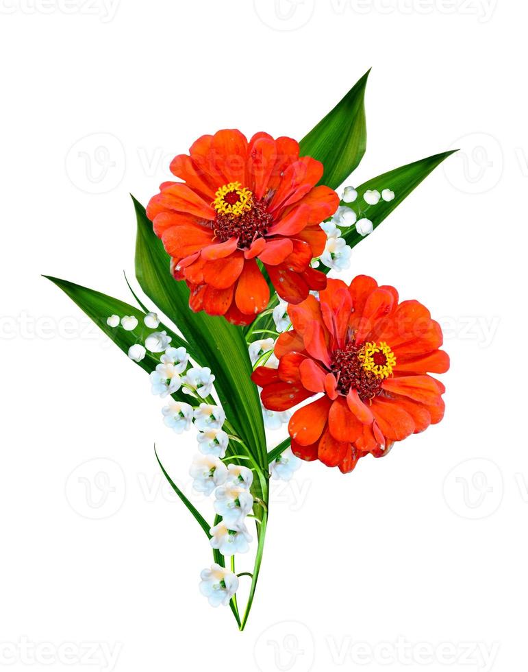 daisies summer white flower isolated on white background photo