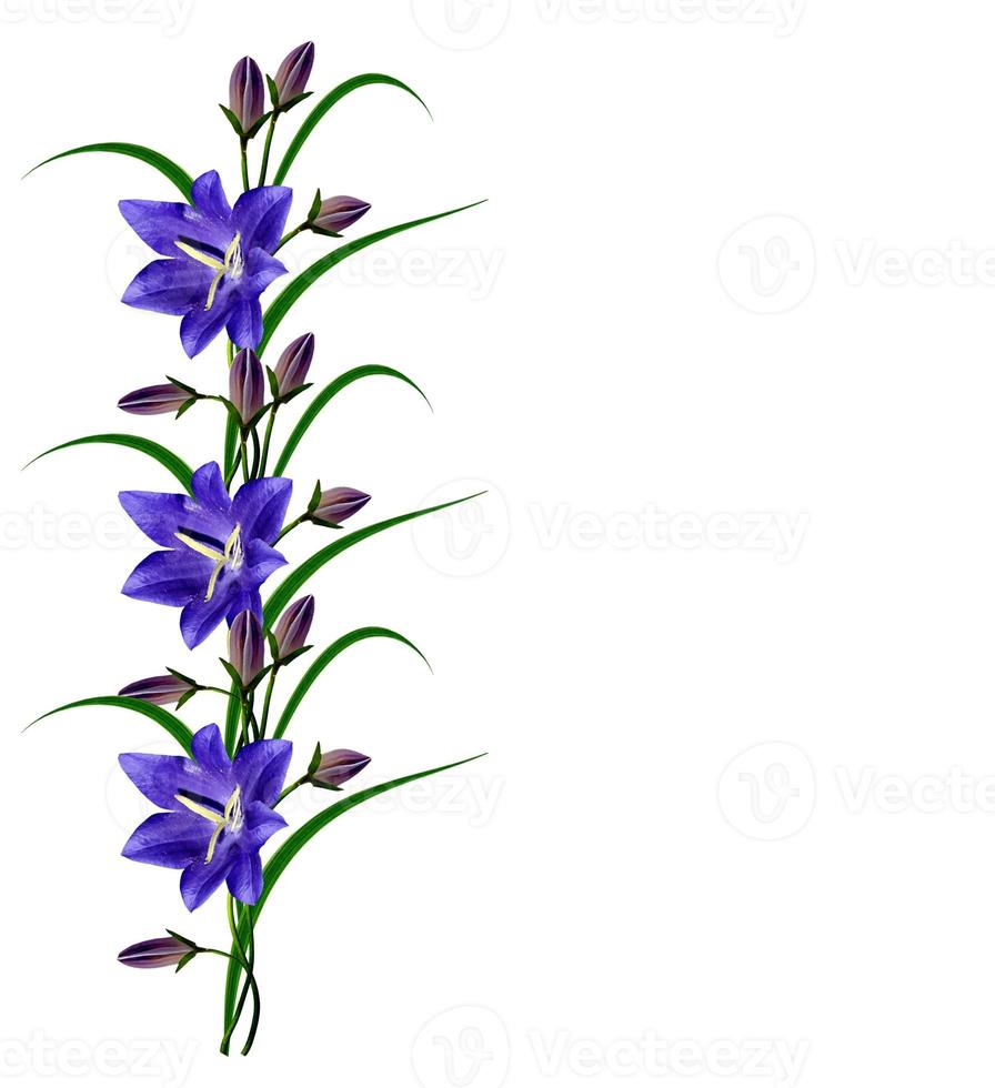 bell flower isolated on white background photo