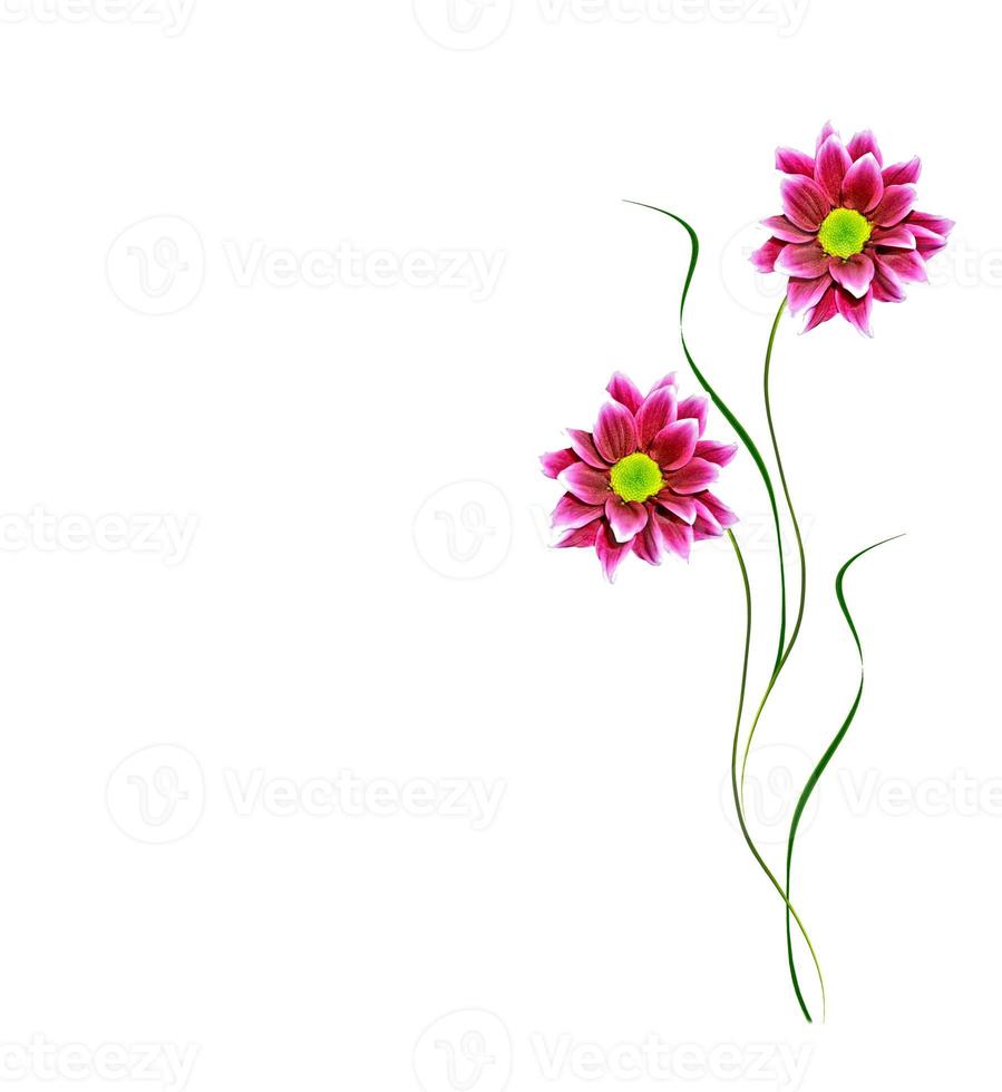 Flowers isolated on white background. photo