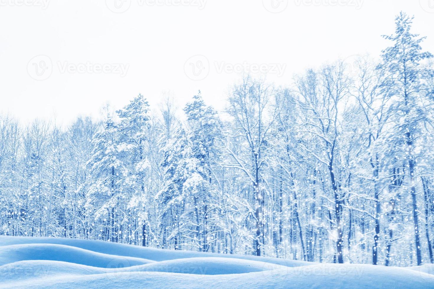 Frozen winter forest with snow covered trees. photo