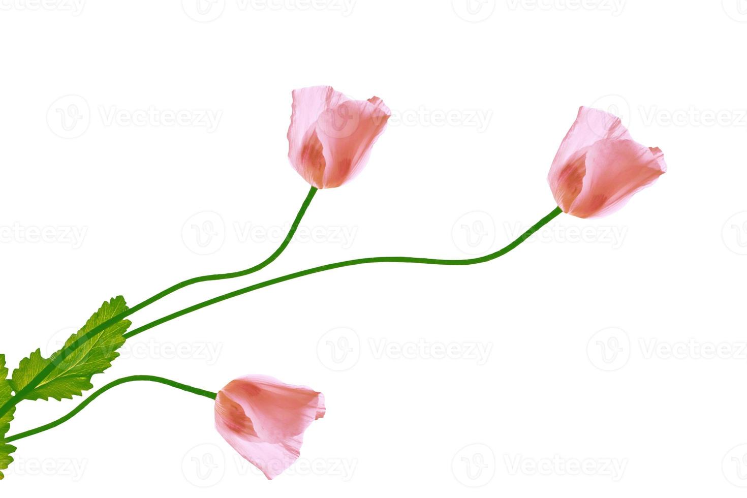 Natural floral background. Bright colorful poppies flowers. photo