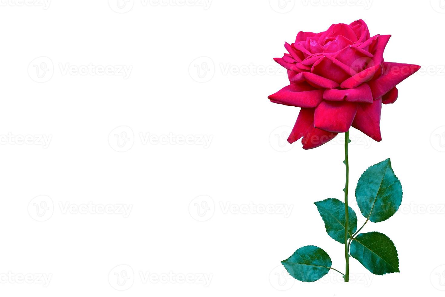 Flower bud roses on a white background photo