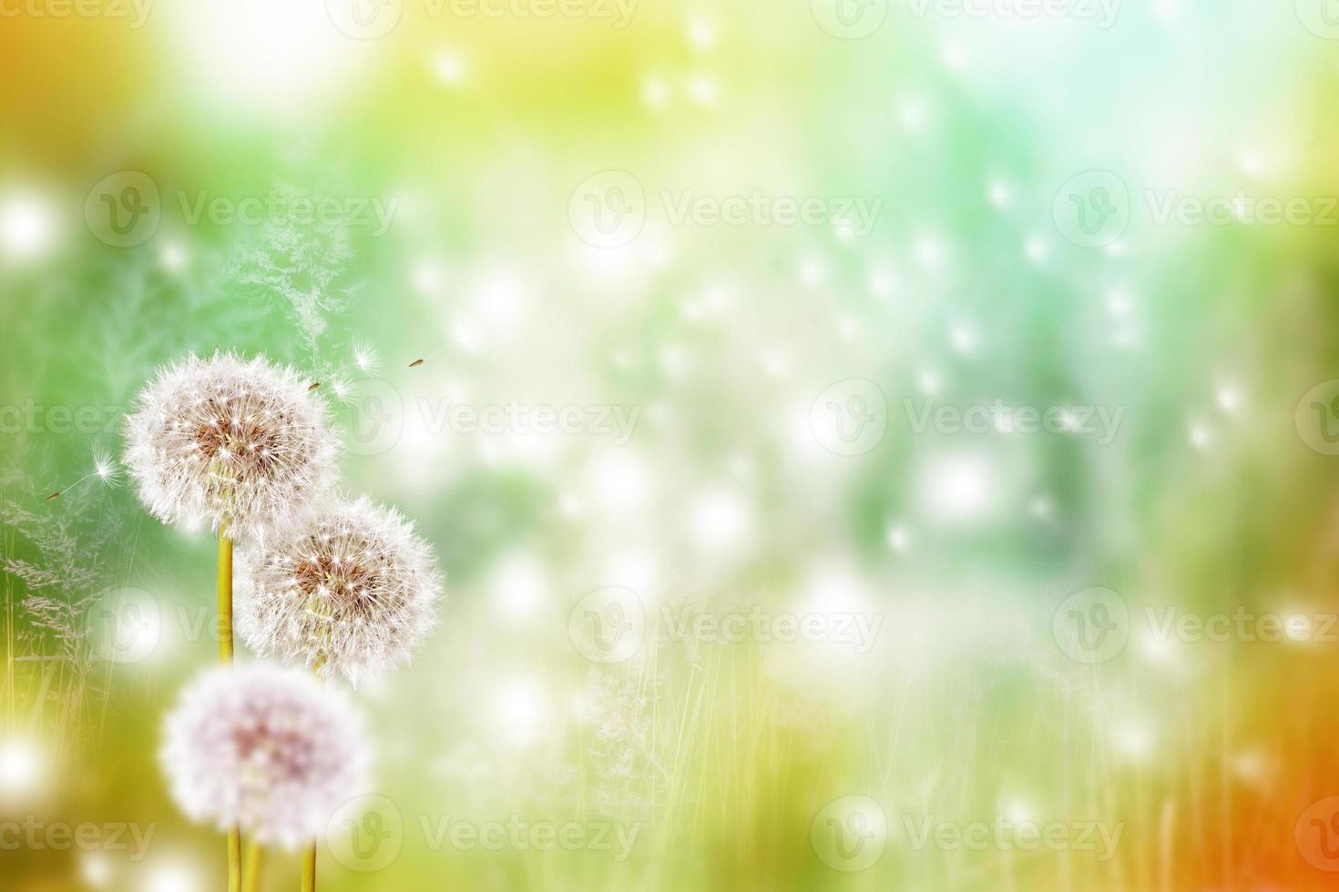 Fluffy dandelion flower against the background of the summer landscape. photo