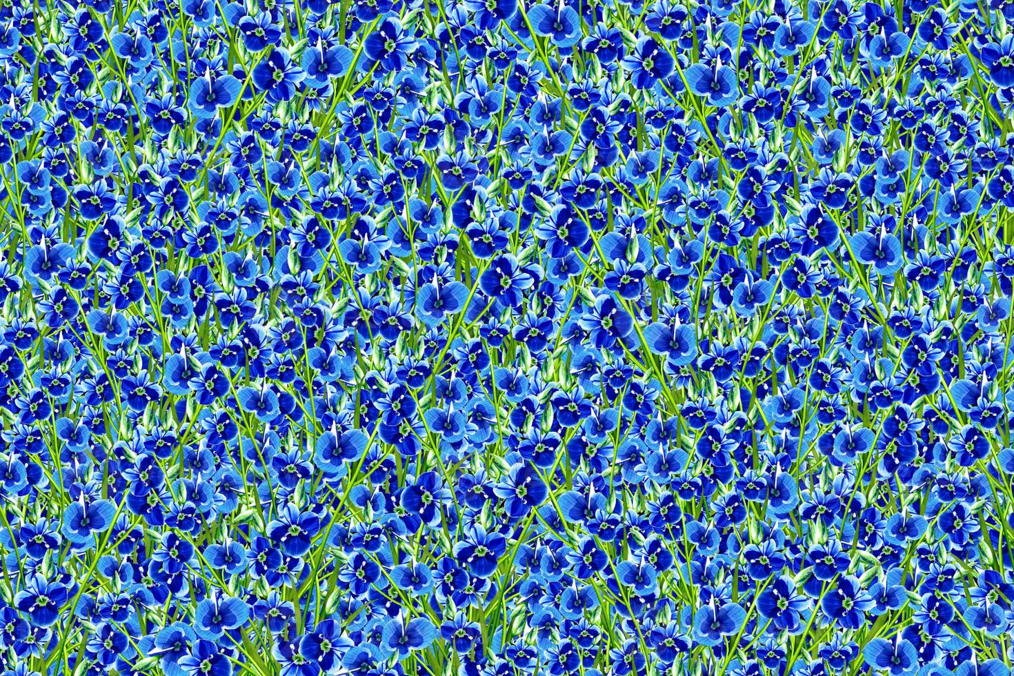 abstract floral background flower forget-me photo