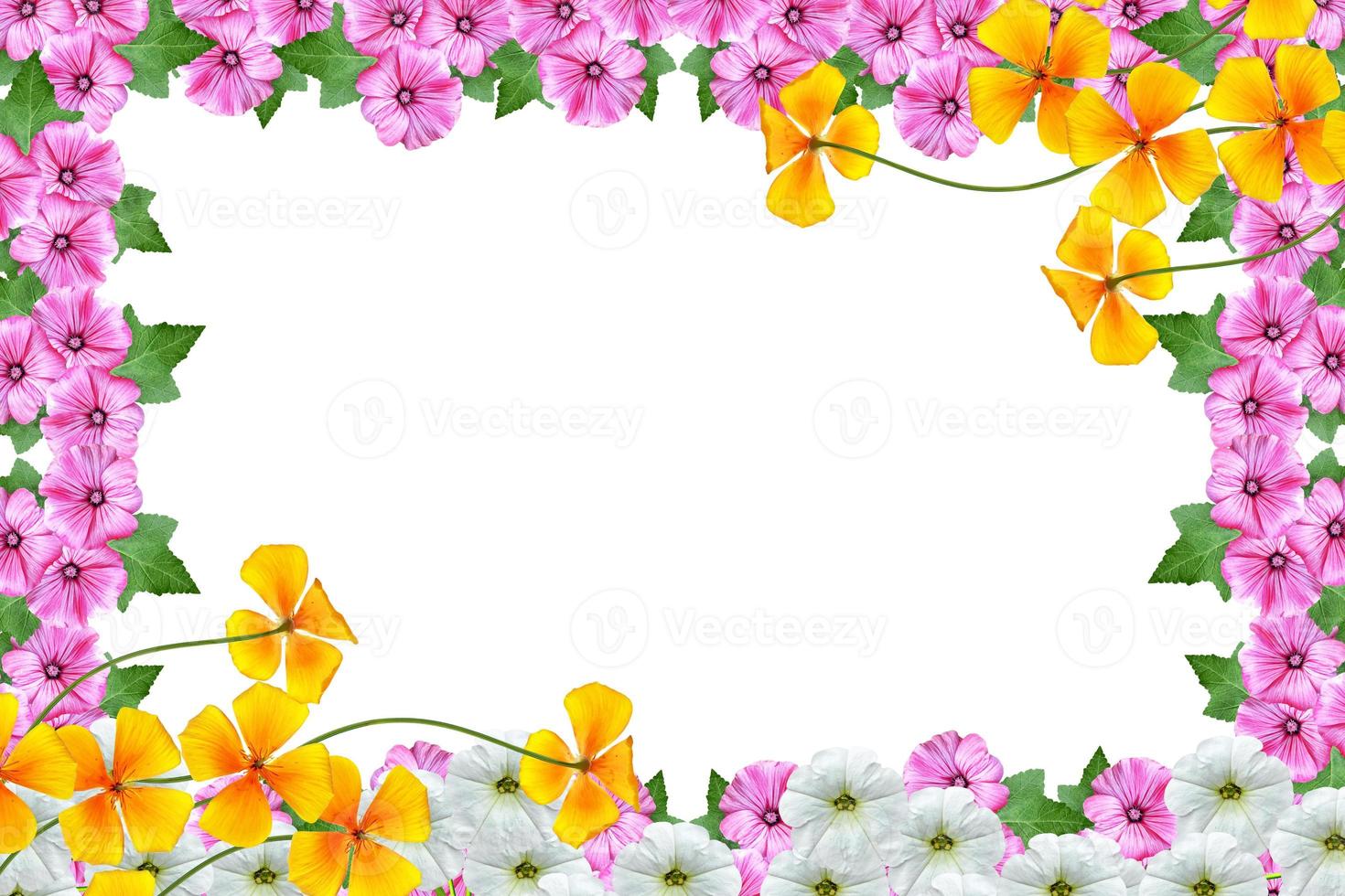 lavatera  isolated on white background. bright flower photo