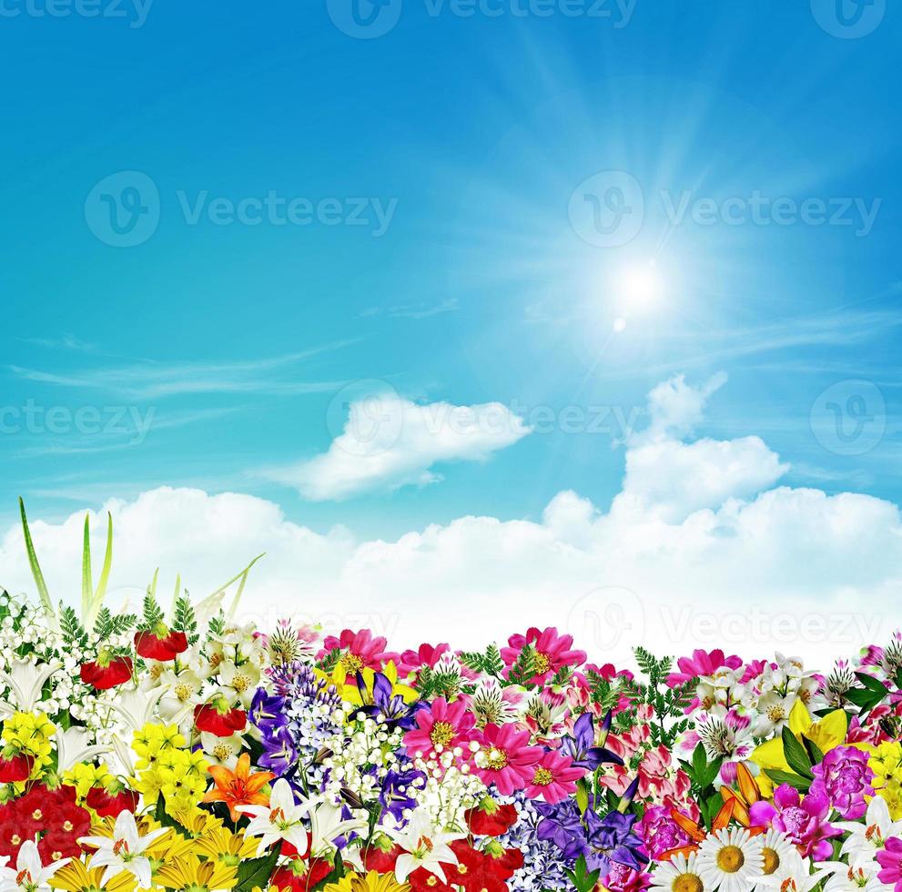 flowers on a background of blue sky with clouds photo