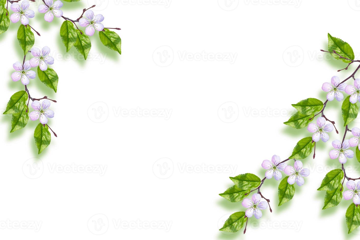 Flowering branch of cherry isolated on a white background. photo