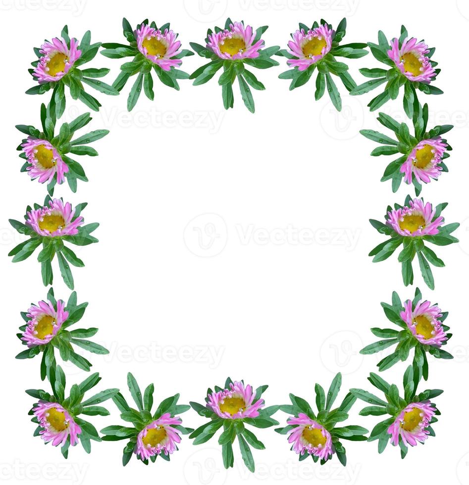 Michaelmas daisy flowers isolated on white background photo