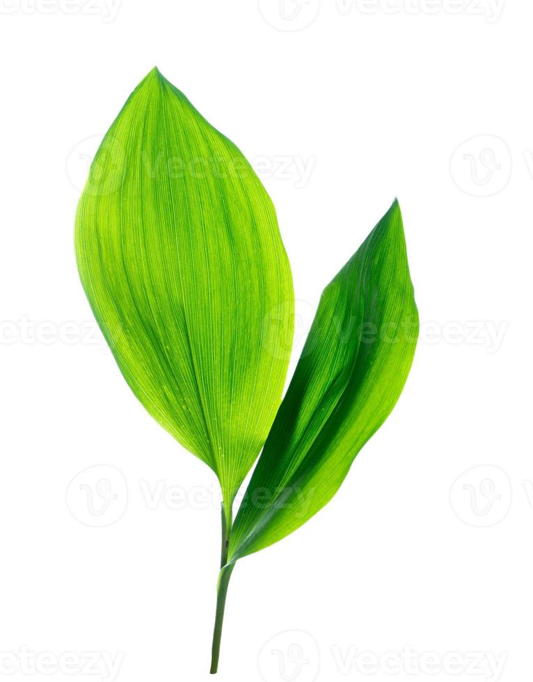 Floral leaves. Lily of the valley flower on white background photo