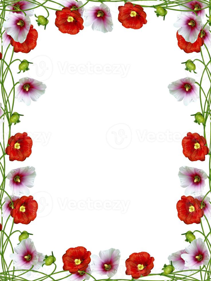 mallow flowers isolated on white background photo