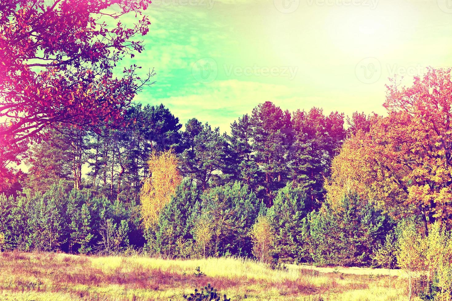 Autumn landscape. Beautiful  leaves. Colorful trees. Indian summer photo