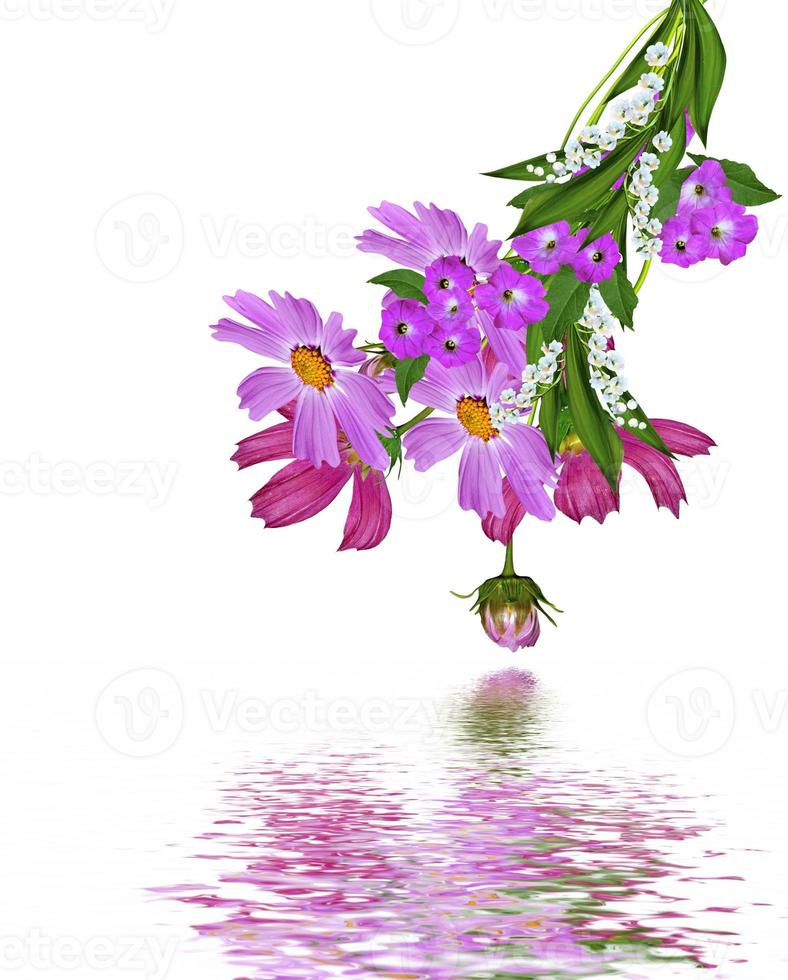 Cosmos flowers isolated on white background photo