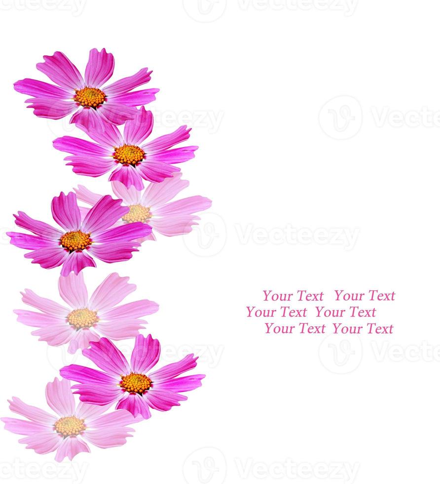 Cosmos flowers isolated on white background. photo