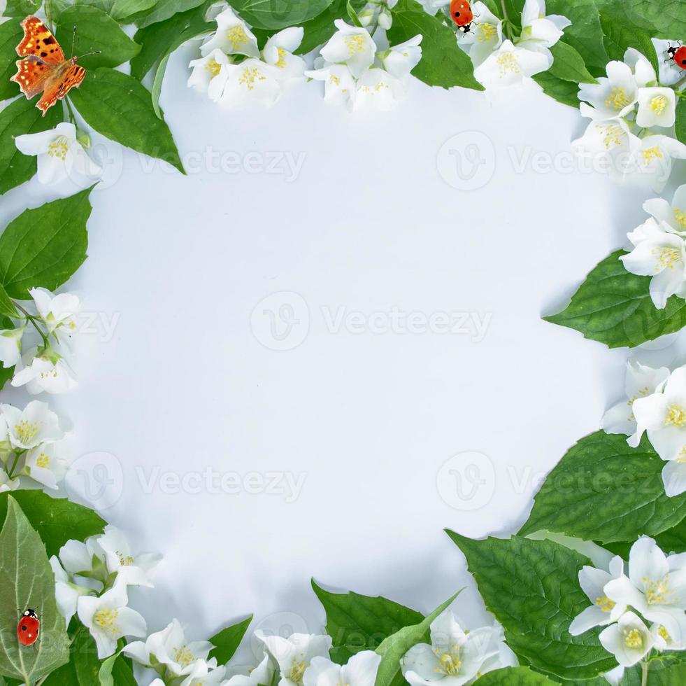 White jasmine The branch delicate spring flowers photo