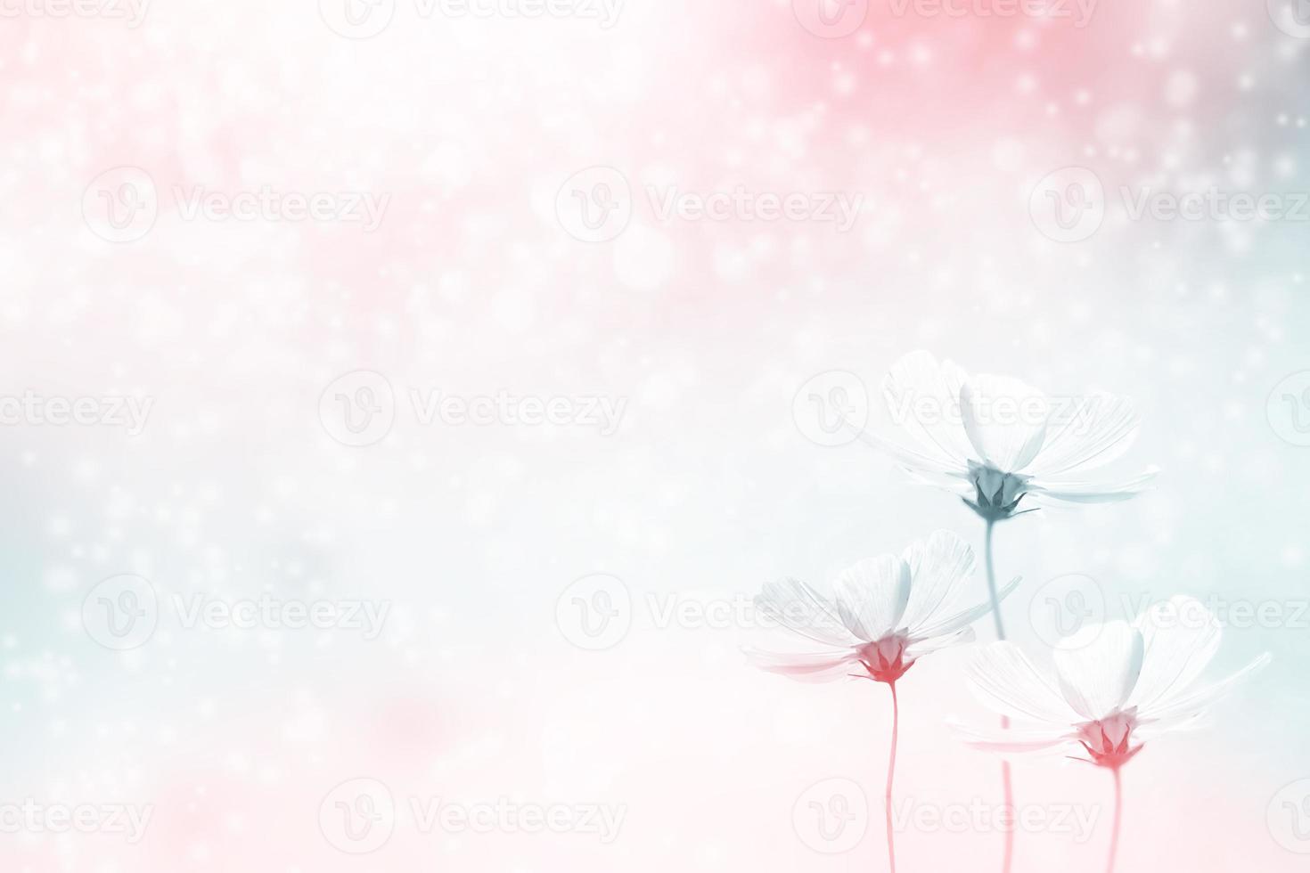Colorful cosmos flowers on a background of summer landscape. photo