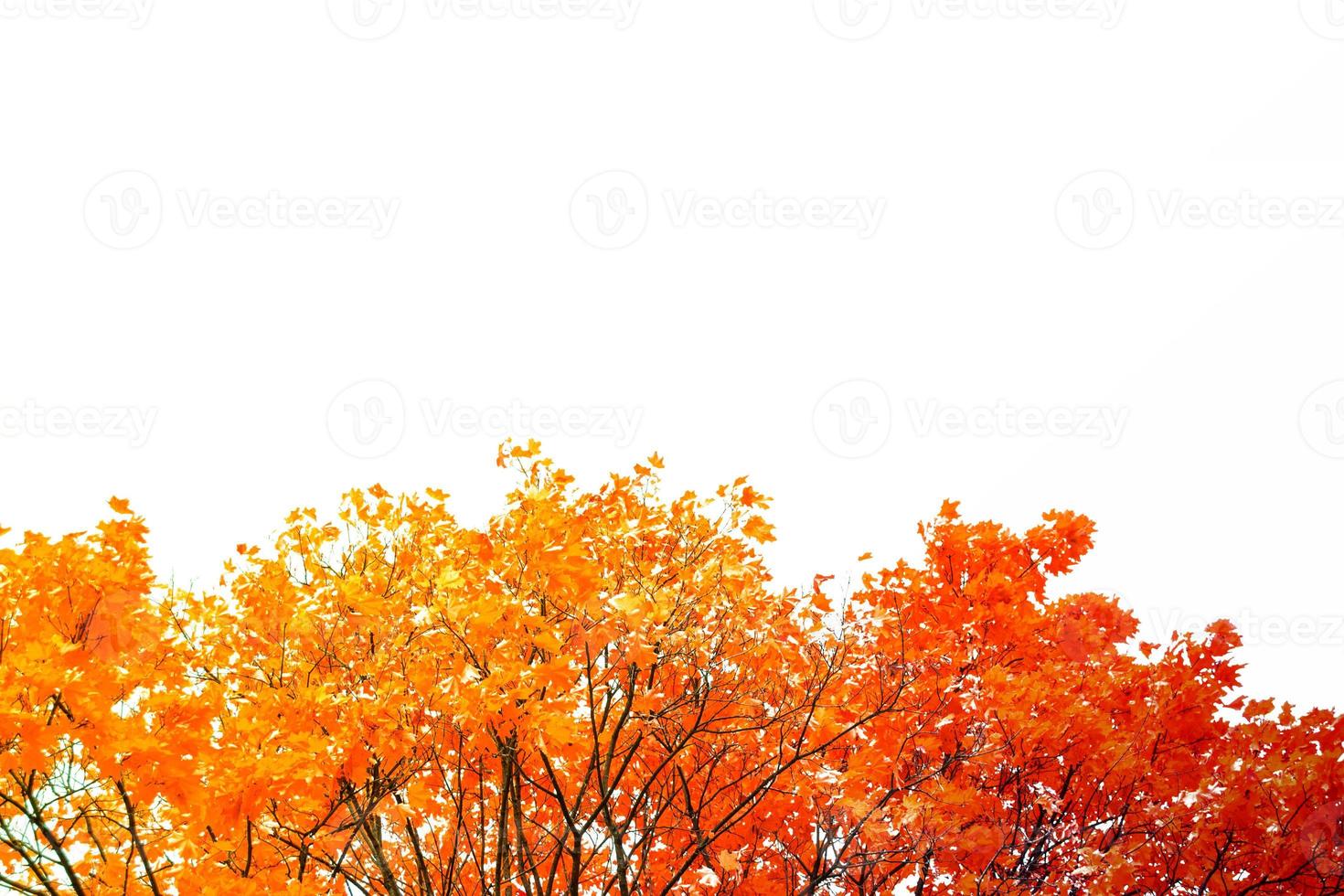 Bright colorful autumn leaves photo