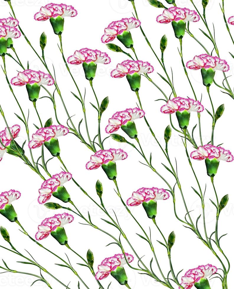 carnation flowers isolated on white background photo