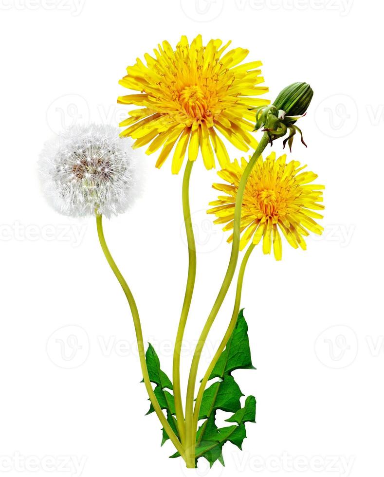 dandelion flowers isolated on white background photo