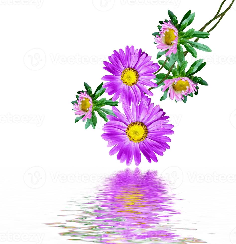 Michaelmas daisy flowers isolated on white background photo