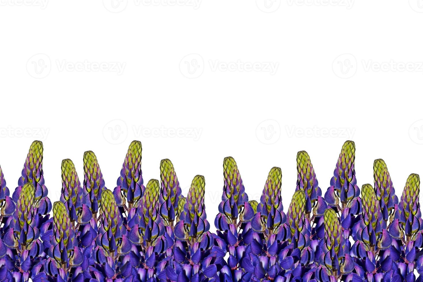 Blue lupines beautiful flowers on a white background photo