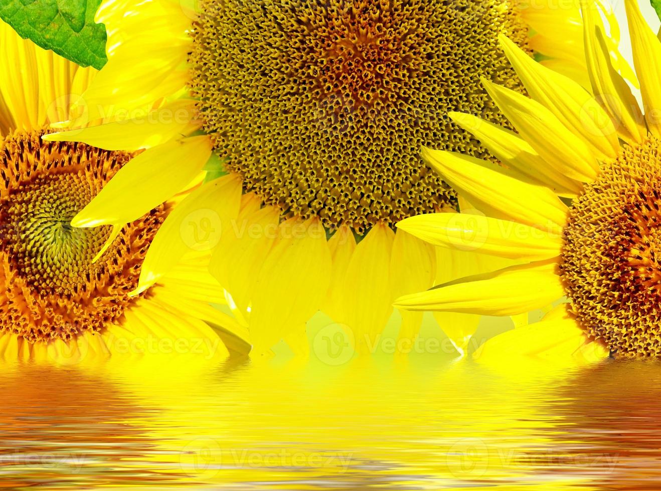 Beautiful sunflower. Closeup of a beautiful sunflower in garden photo