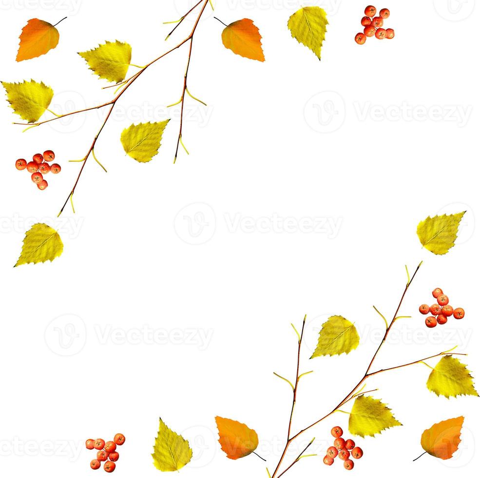 autumn leaves isolated on white background. photo