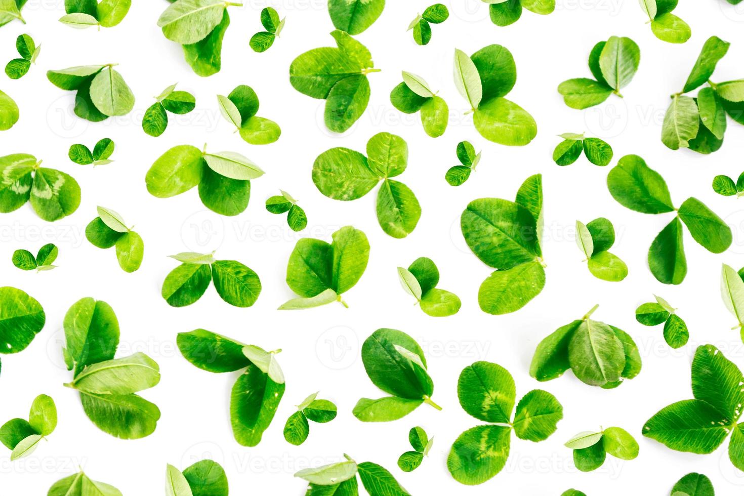 green clover leaves isolated on white background. St.Patrick 's Day photo