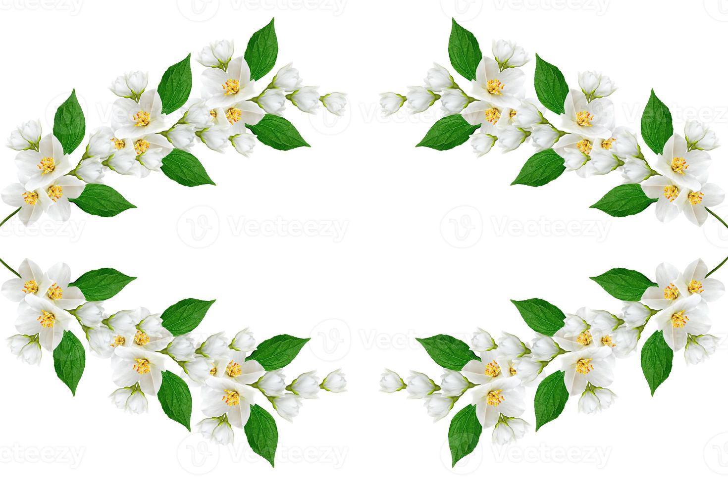 branch of jasmine flowers isolated on white background photo