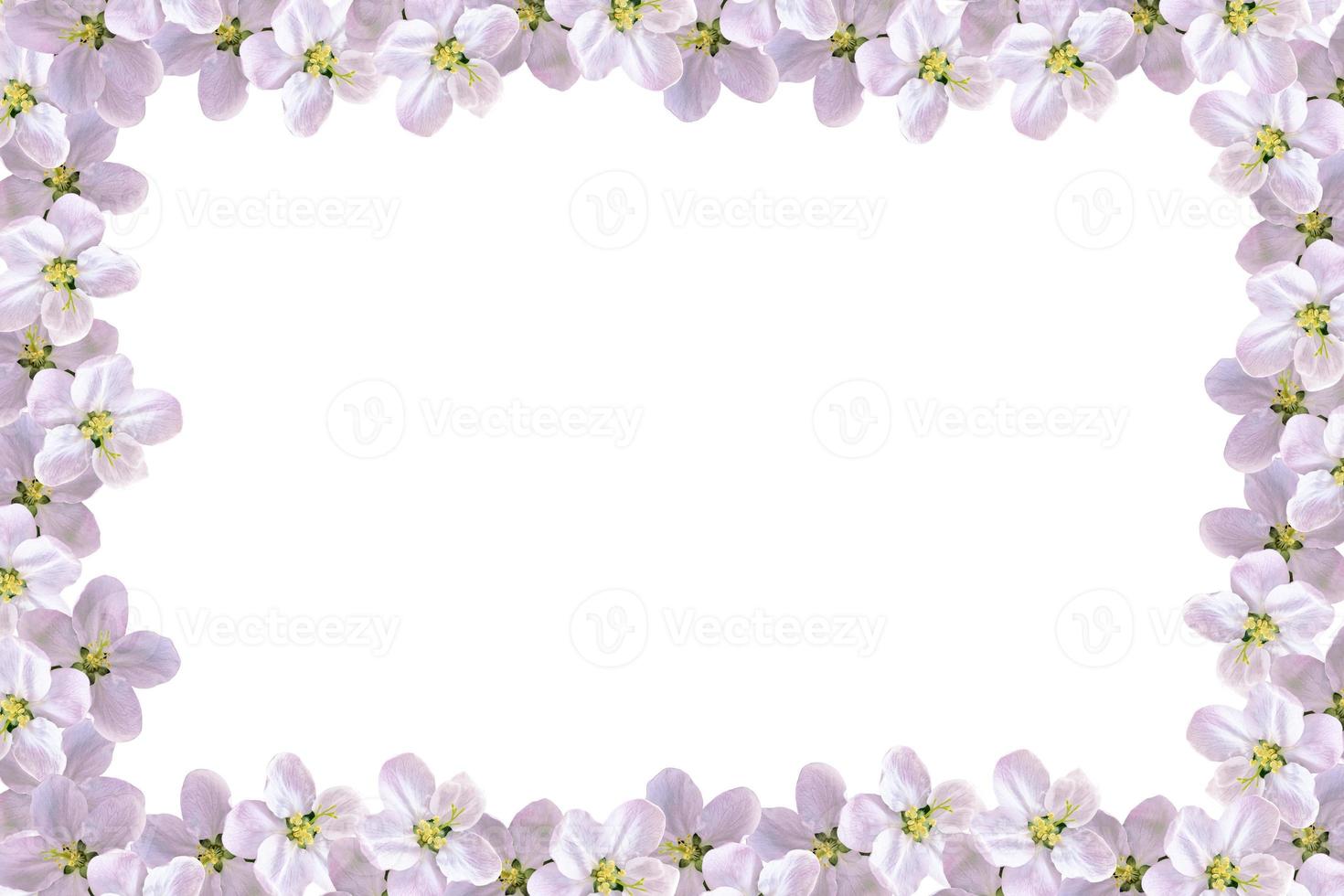 Flowering branch of apple isolated on a white background. Spring photo