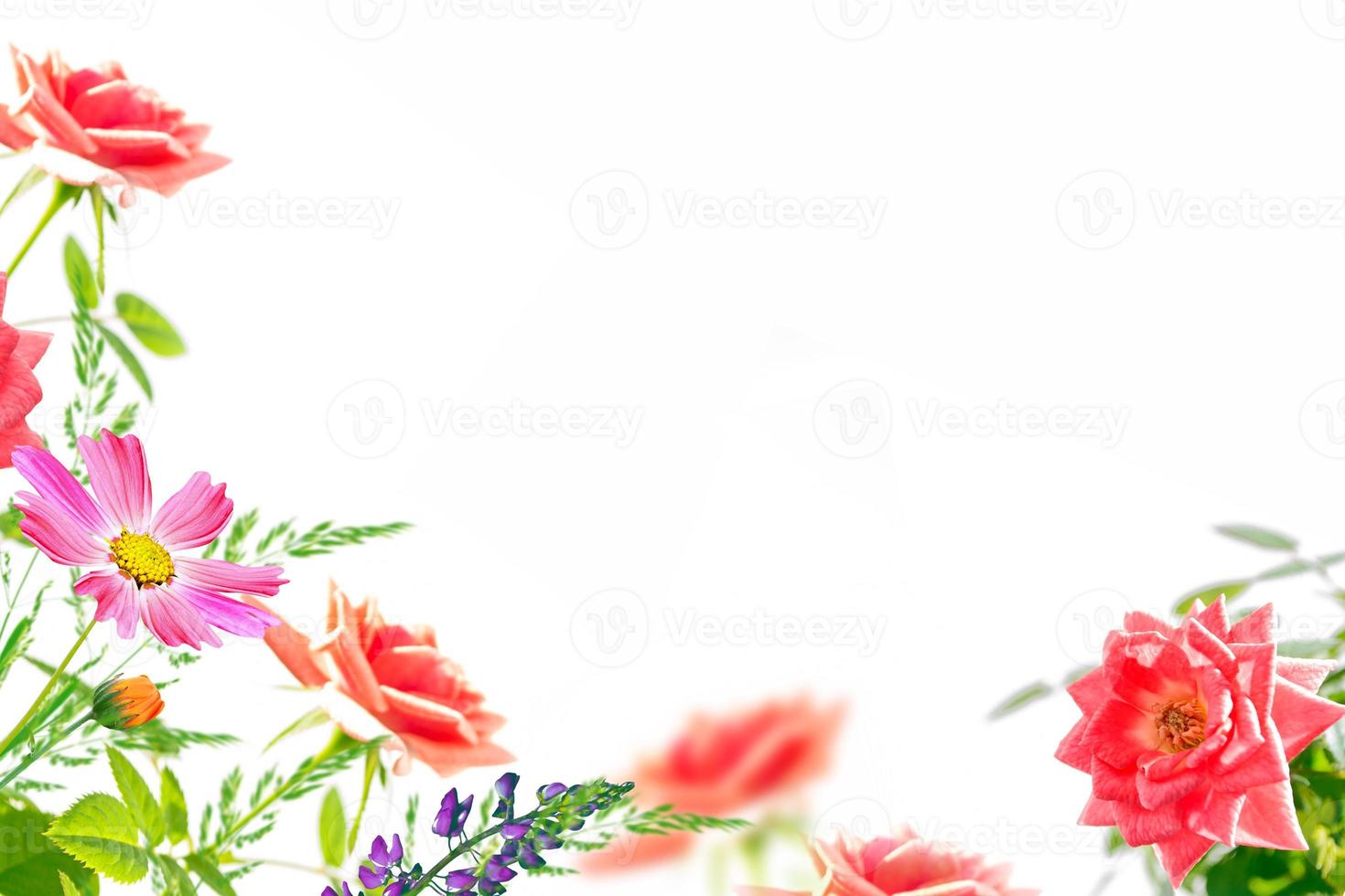 Flower bud roses on a white background photo