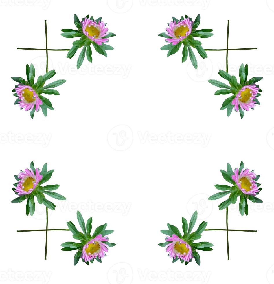 Michaelmas daisy flowers isolated on white background photo