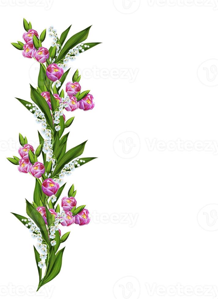 spring flowers tulips isolated on white background photo