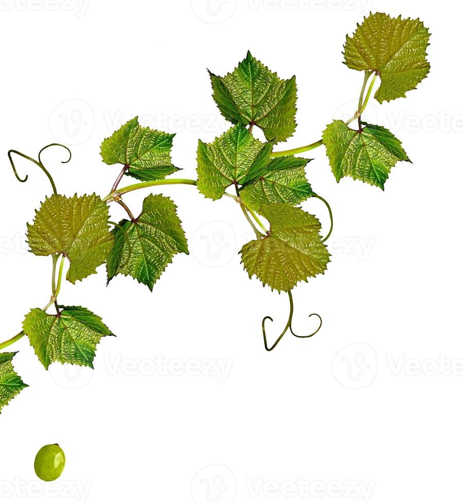 The branch of grapes isolated on white background. photo