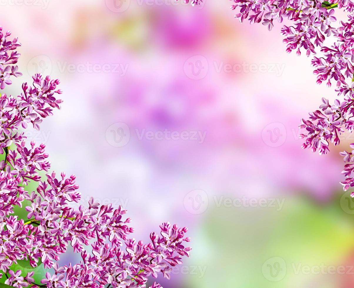 Spring landscape. Fragrant branch of beautiful flowers lilac. photo
