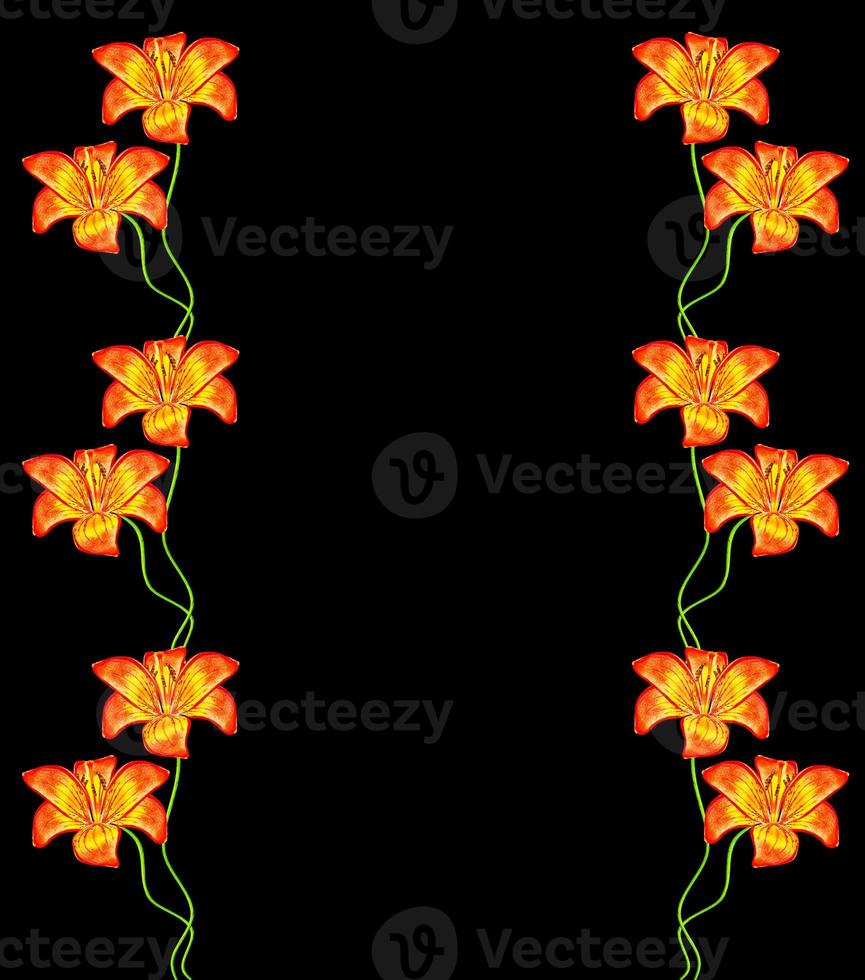 white lily flower on a black background photo