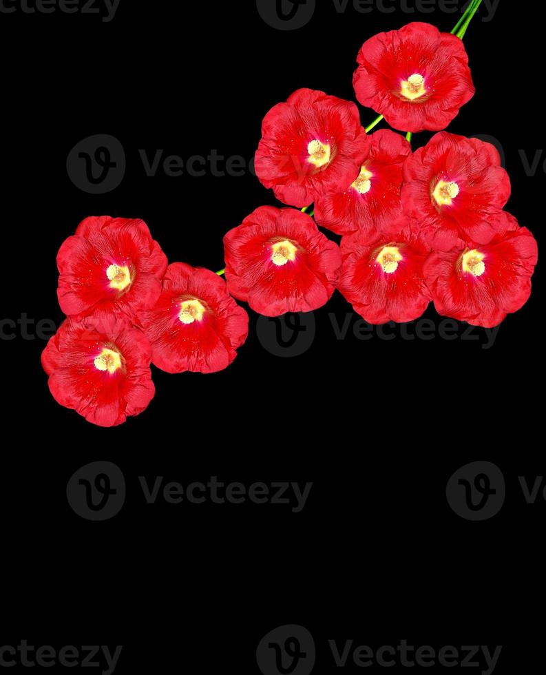 mallow flowers isolated on black  background photo