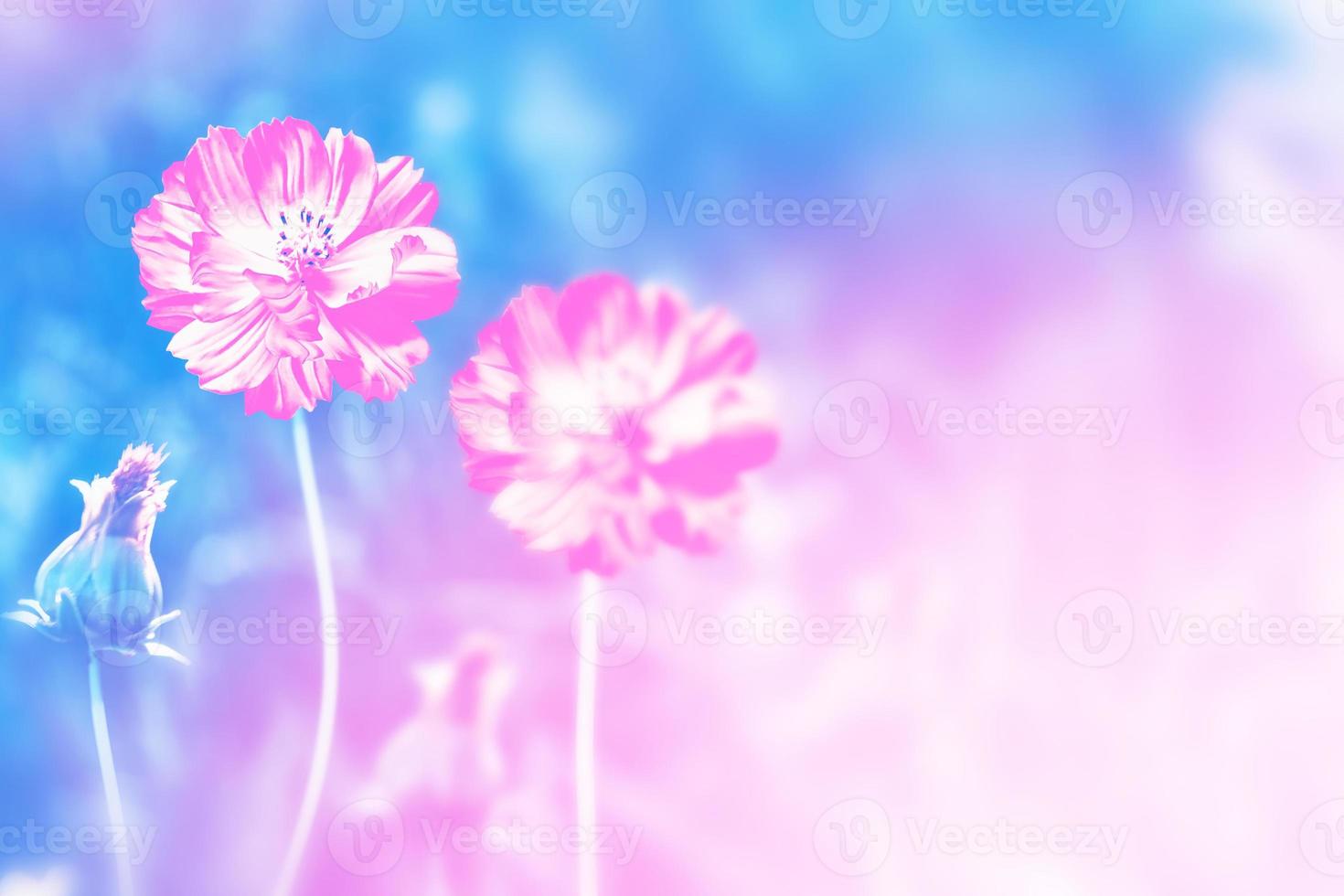 Colorful cosmos flowers on a background of summer landscape. photo