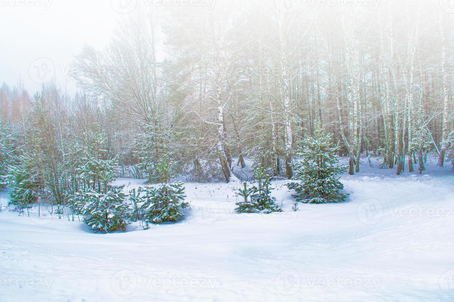 bosque de invierno congelado con árboles cubiertos de nieve. foto