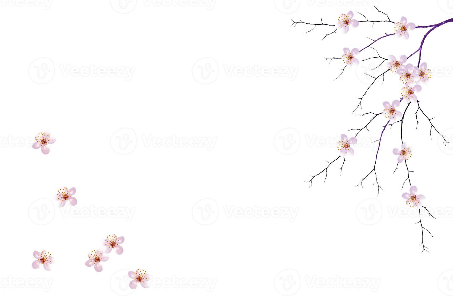 Flowering branch of cherry isolated on a white background. photo