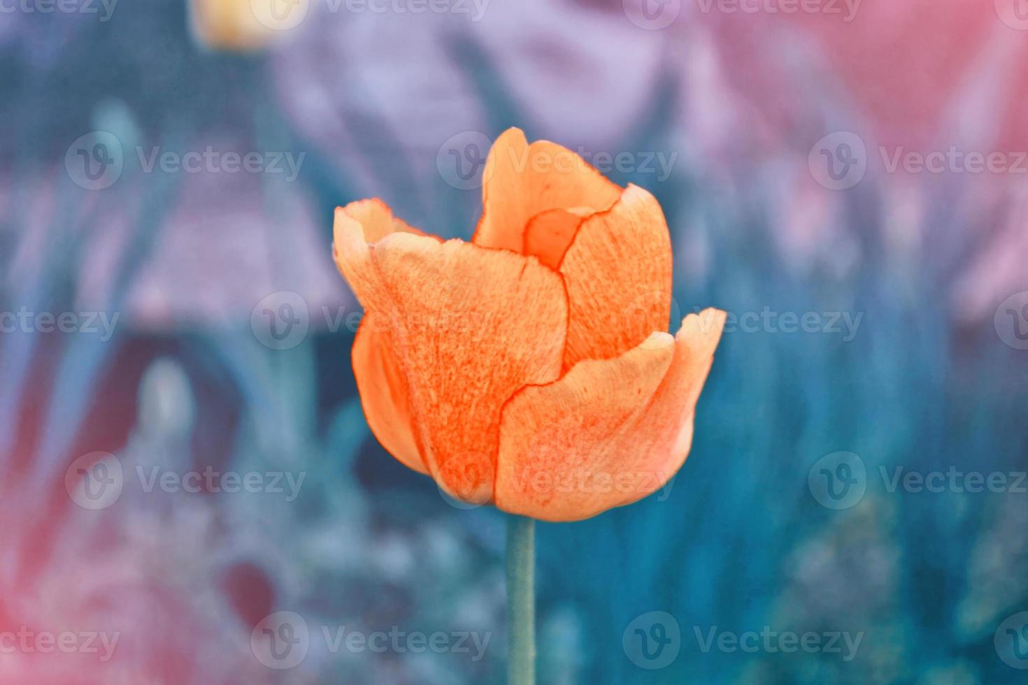 tulipanes de flores brillantes y coloridas foto